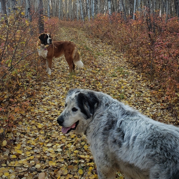 XL, western, shoes, boots - Picture 1 of 1